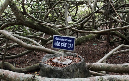 Cây được công nhận là cây di sản Việt Nam