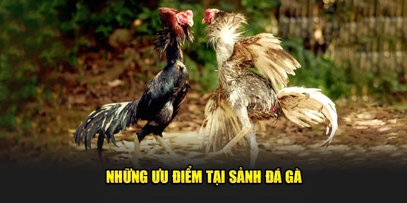 Đặc điểm nổi bật giúp hút thu khách hàng của đá gà 58WIN