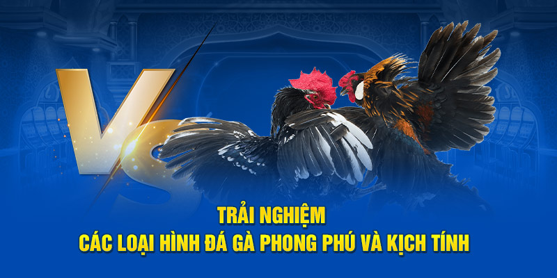 Các hình thức cá cược hấp dẫn chỉ có tại đá gà 58WIN