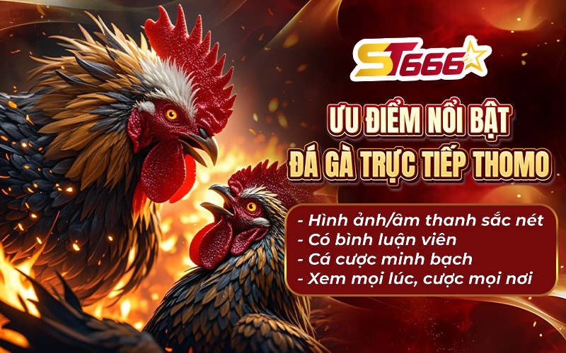 Ưu điểm của đá gà trực tiếp Thomo