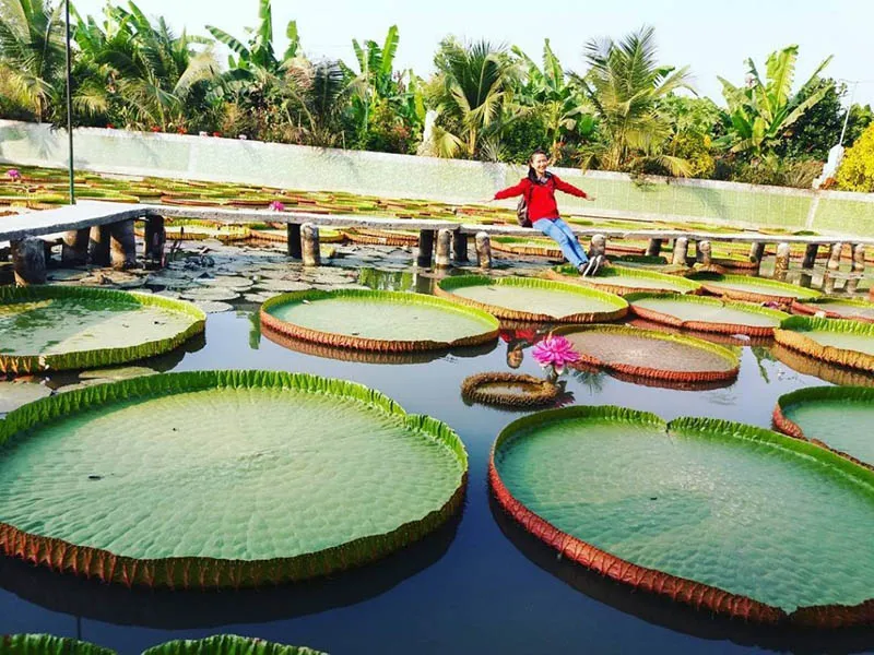 Lá sen khổng lồ tại Phước Kiển Tự, thường gọi là sen vua