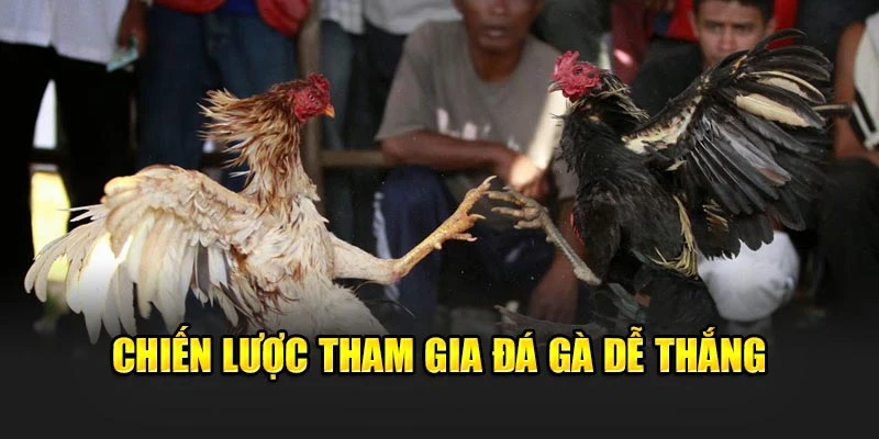 Chiến lược tham gia đá gà dễ thắng