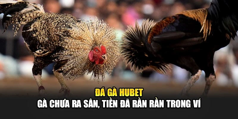 Đá Gà Hubet – Gà Chưa Ra Sân, Tiền Đã Rần Rần Trong Ví