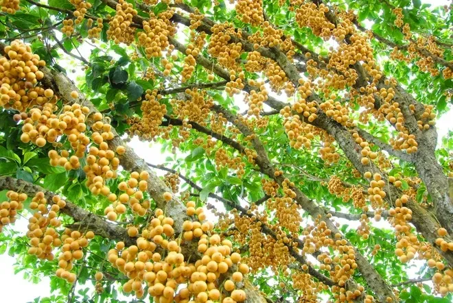Thu hoạch dâu Hạ Châu vào vụ chính, không khí nhộn nhịp ở vườn trái Phong Điền