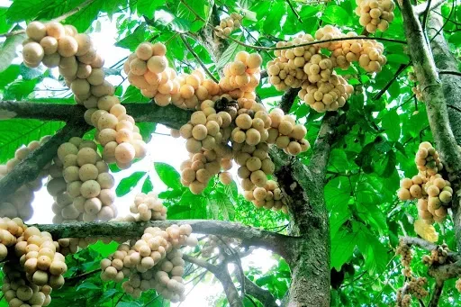 Rổ dâu Hạ Châu tươi tại chợ Phong Điền, màu vàng óng, giá bán theo mùa và chất lượng