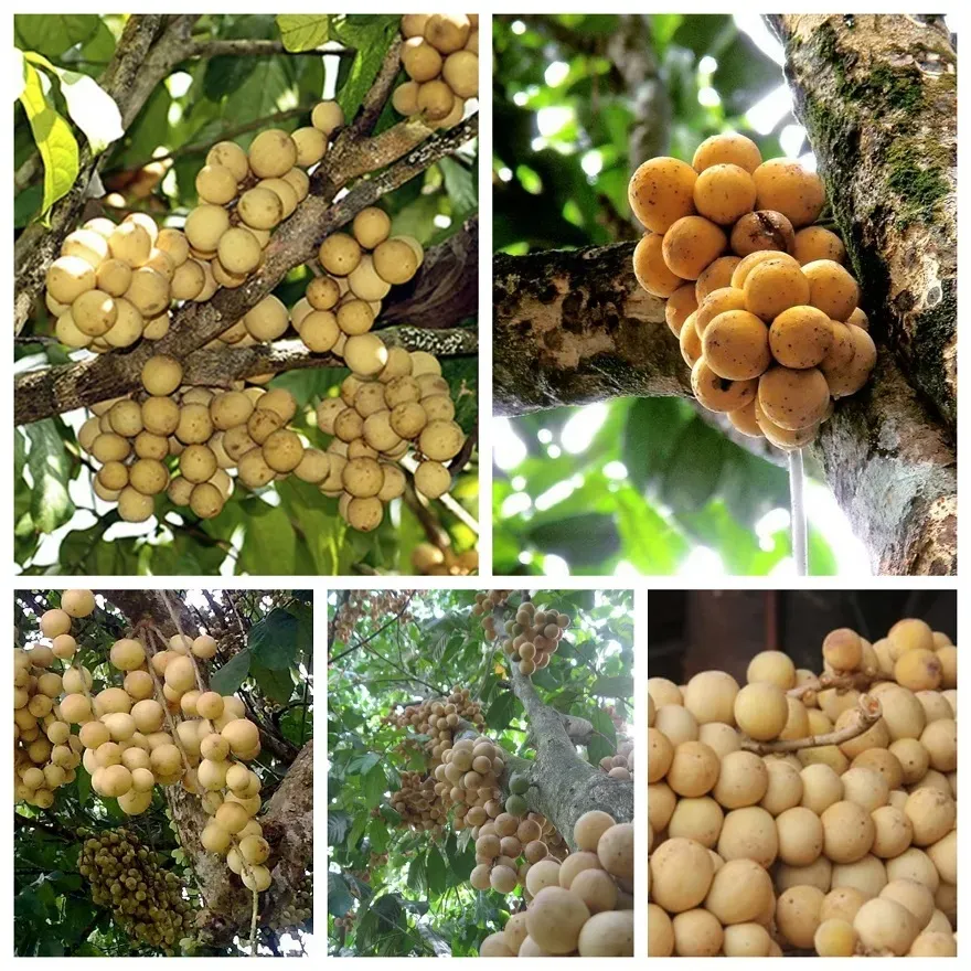 Múi dâu Hạ Châu bóc vỏ, thịt trắng trong, gợi ý cách ăn an toàn và giàu dinh dưỡng