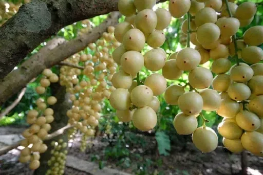 Chùm dâu Hạ Châu Phong Điền chín vàng nhạt, trái căng bóng, đặc sản Cần Thơ