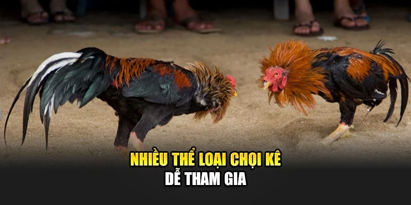 Nhiều thể loại chọi kê dễ tham gia