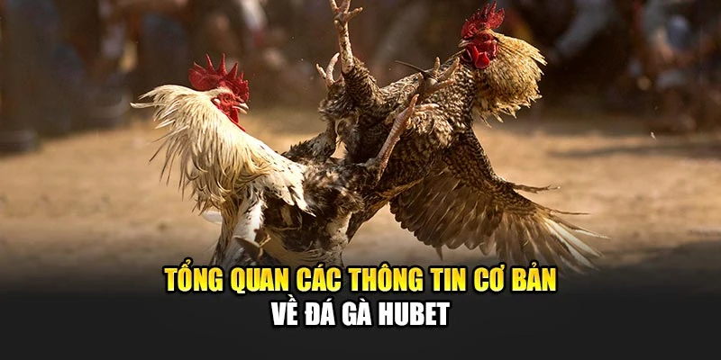 Tổng quan các thông tin cơ bản về đá gà Hubet
