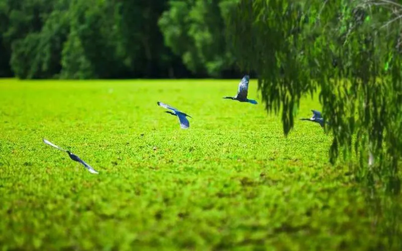 Lối đi giữa thảm bèo xanh ở rừng tràm Trà Sư, thiên đường sinh thái mùa nước nổi của An Giang