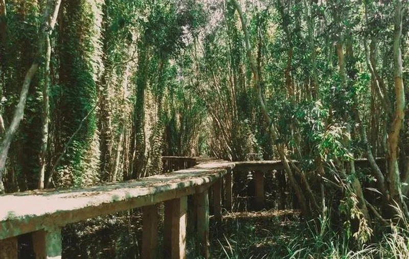 Lối đi xuyên rừng tràm và hồ sen ở Làng nổi Tân Lập, điểm sống ảo và khám phá thiên nhiên Long An