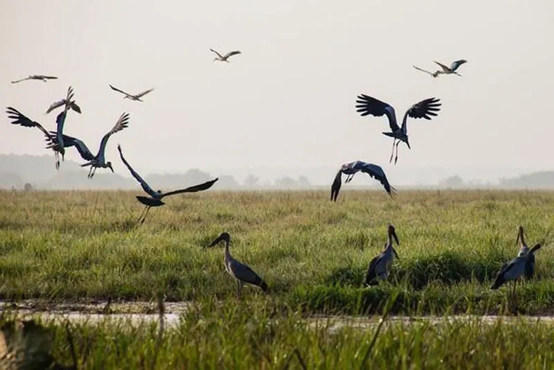 Thuyền tham quan vườn quốc gia Tràm Chim, thiên đường của các loài chim quý ở Đồng Tháp