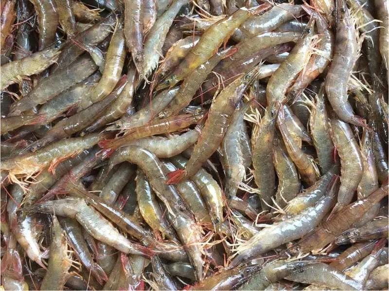 Tôm đất tươi ở chợ Cần Thơ, nguyên liệu làm bánh khọt miền Tây