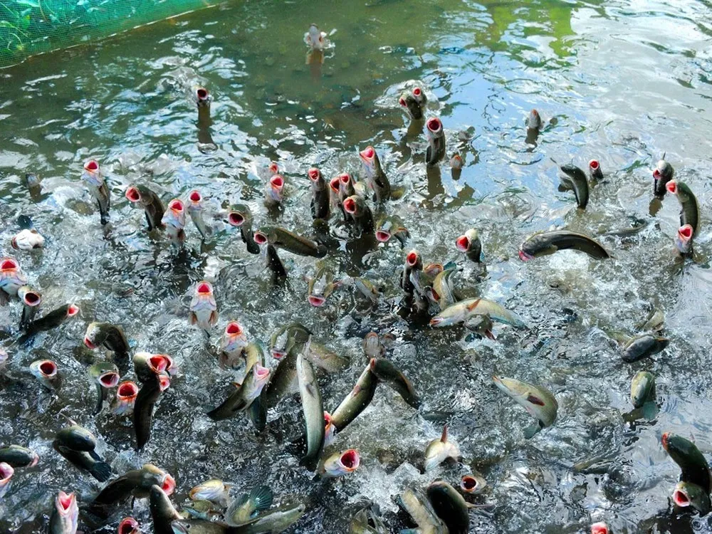 Biểu diễn cá lóc bay Cồn Sơn – trải nghiệm độc đáo trên sông Hậu