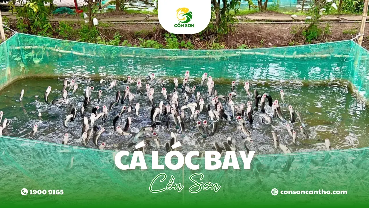 Trình diễn cá lóc bay Cồn Sơn Cần Thơ trên bè cá giữa sông Hậu, trải nghiệm độc đáo miền Tây