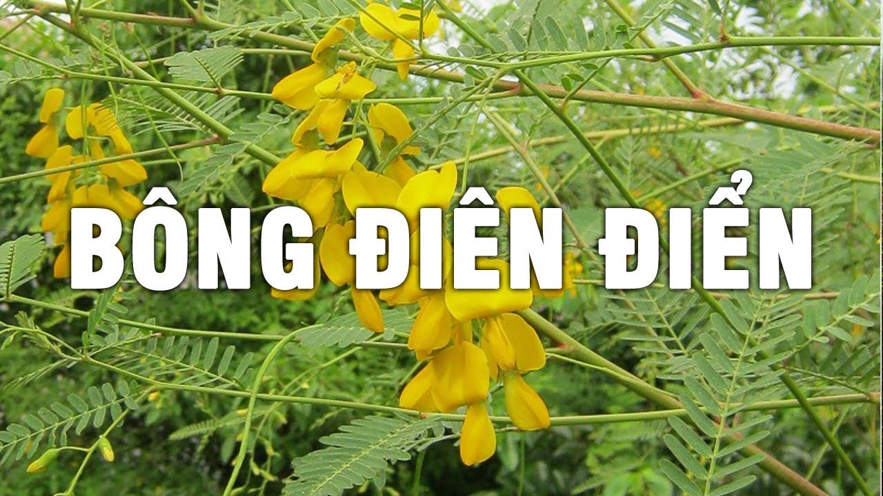 Khám Phá Bí Ẩn Của Bông Điên Điển – Loài Hoa Đặc Biệt