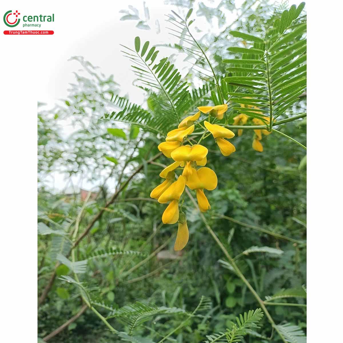 Khám Phá Bí Ẩn Của Bông Điên Điển – Loài Hoa Đặc Biệt