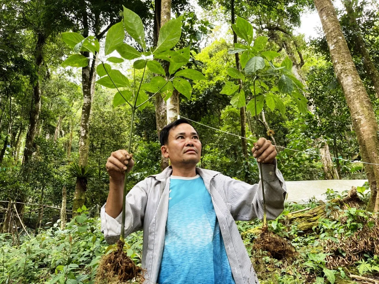 Tham quan vườn sâm Ngọc Linh giữa rừng nguyên sinh và mua trực tiếp tại nhà vườn