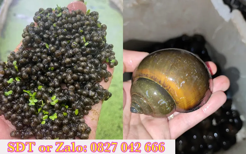 Ốc nhồi giống 1–2 tuần tuổi, tỷ lệ sống cao, dễ vận chuyển