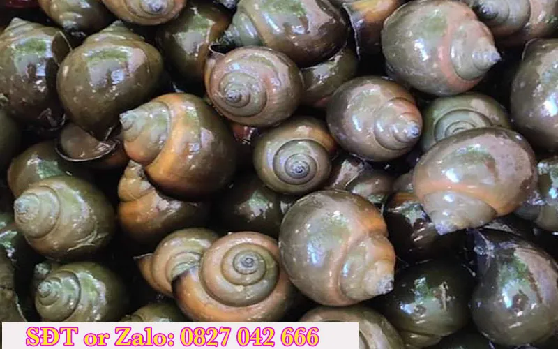 Ốc nhồi giống kích cỡ lớn 20–30 con/kg – lựa chọn cho ao bạt, ao đất