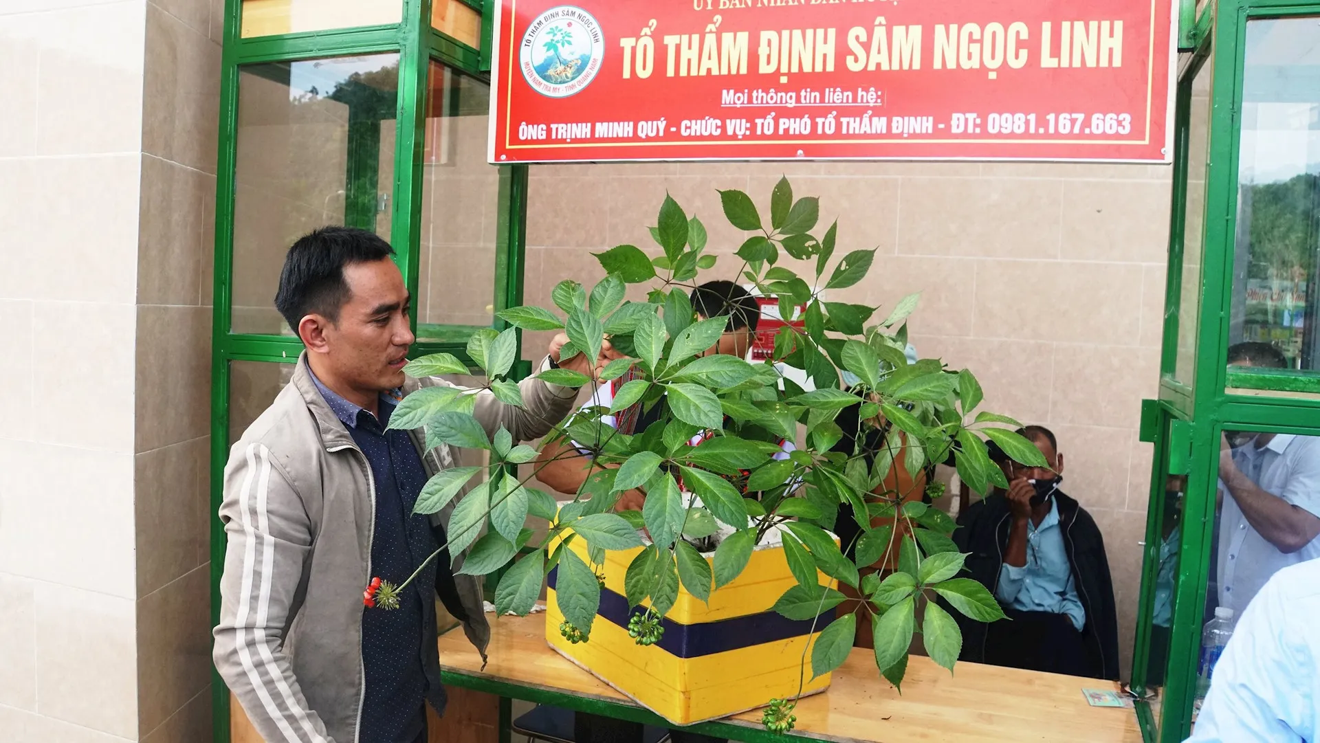 Quy trình thẩm định sâm Ngọc Linh tại phiên chợ Nam Trà My để chống hàng giả