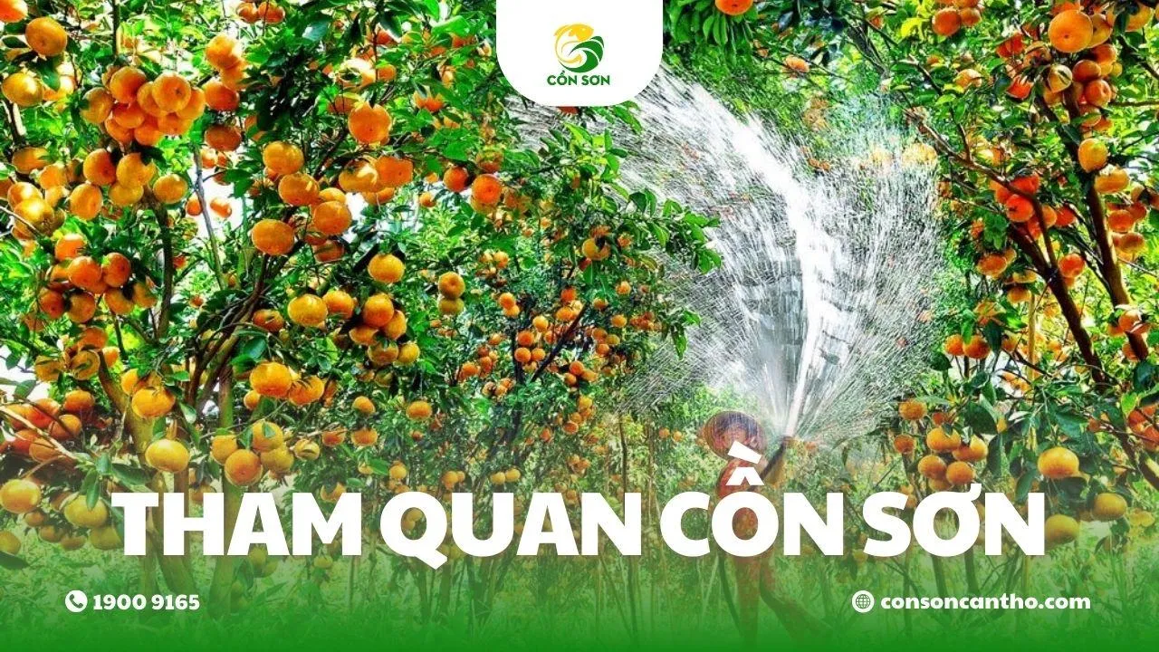 Tham quan Cồn Sơn bằng đò, trải nghiệm sông nước Cần Thơ an toàn và gần gũi