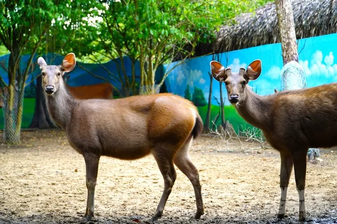 Lối đi xanh mát tại Eco Safari Cần Thơ, không gian sinh thái thích hợp cho du lịch gia đình