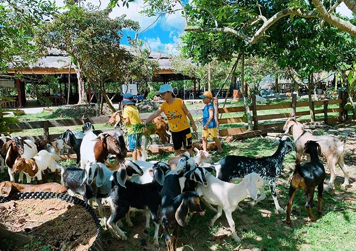 Trẻ em cho động vật ăn trong khu vườn thú mini Eco Safari Cần Thơ, trải nghiệm thân thiện và an toàn