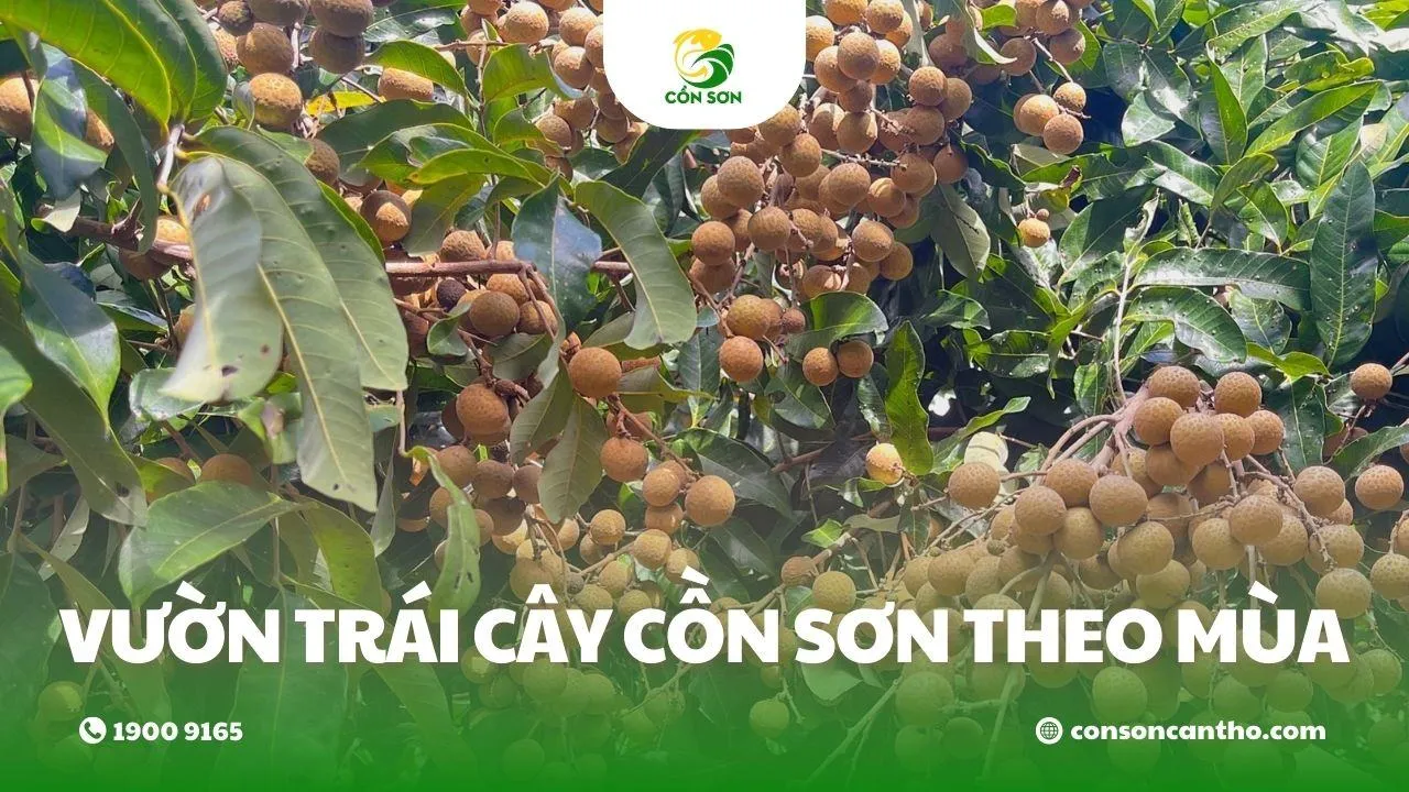 Vườn trái cây Cồn Sơn theo mùa, trải nghiệm hái trái và thưởng thức tại chỗ ở Cần Thơ