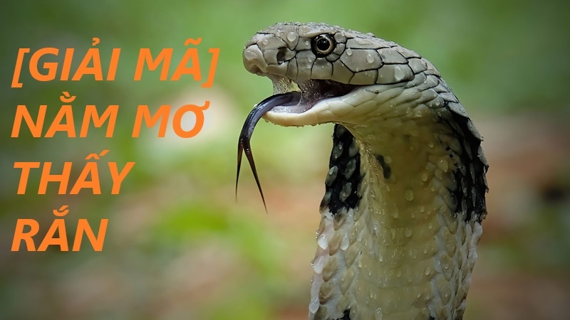 Giải Mã Giấc Mơ Thấy Rắn