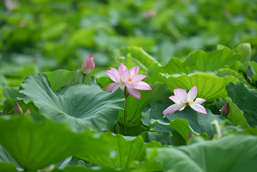 Đầm sen Hồ Tây – điểm check-in nổi tiếng mùa sen