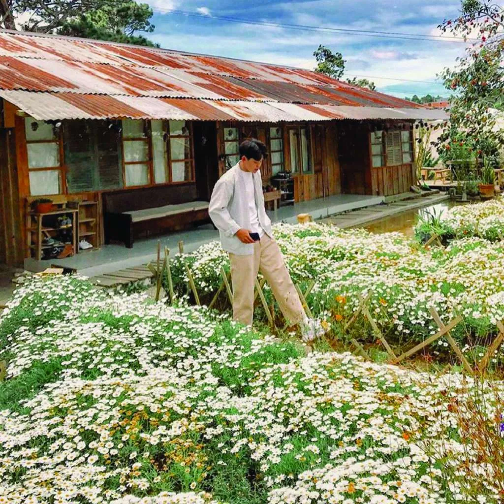 Vườn cúc họa mi nở rộ tại Tiệm Cafe Túi Mơ To