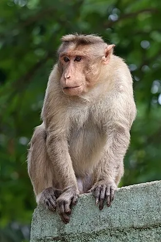 Khỉ bonnet macaque ngồi trên bờ tường ở Bangalore, Ấn Độ