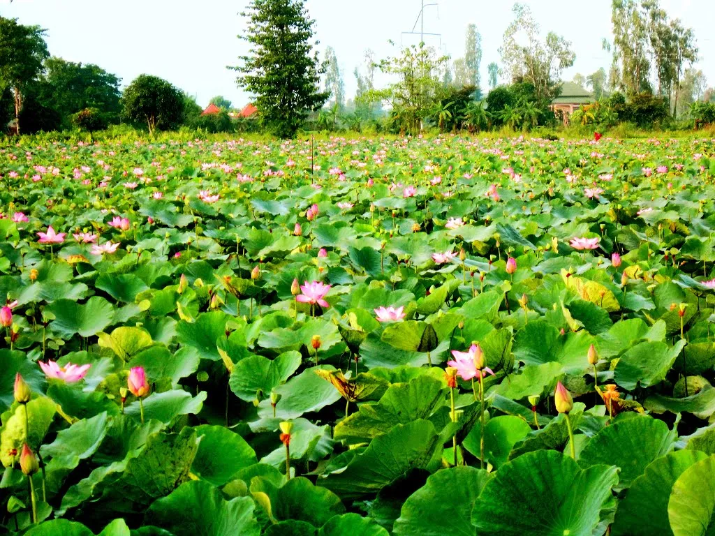 Đầm sen Thốt Nốt bát ngát với hoa nở hồng phấn