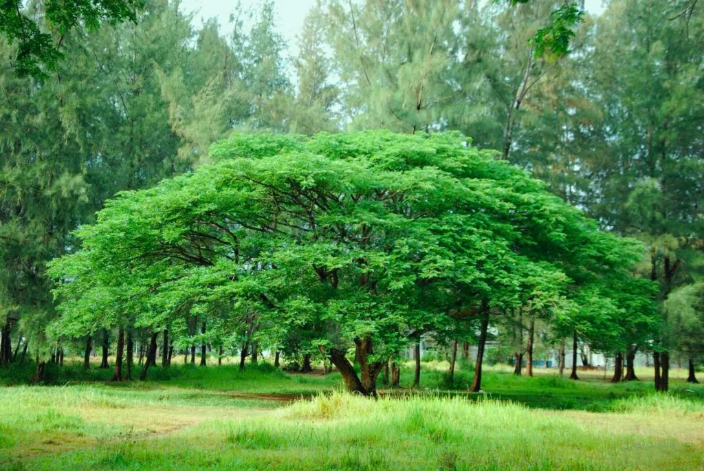 Bãi cỏ xanh và hàng cây rợp bóng tại Công viên Khu Công trình 8