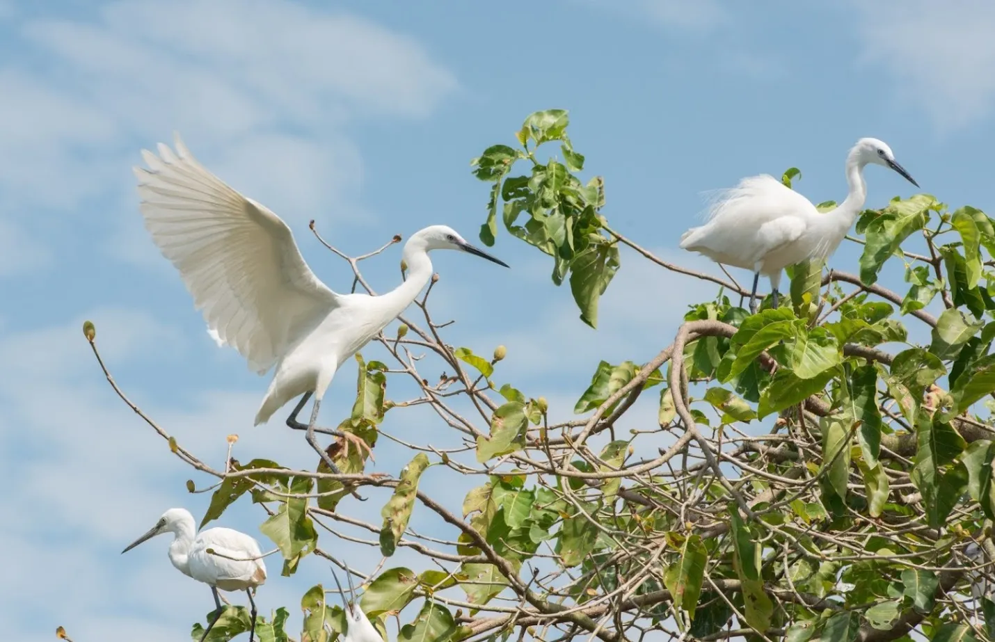 Tán tre trúc rợp bóng là chốn dừng chân của đàn cò quanh năm