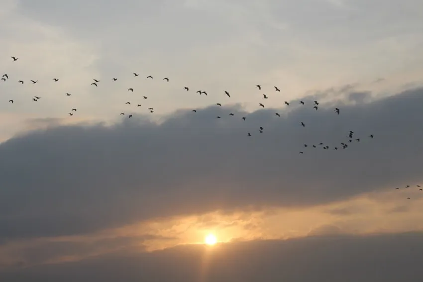 Đàn cò bay về tổ lúc hoàng hôn ở Vườn cò Bằng Lăng Cần Thơ