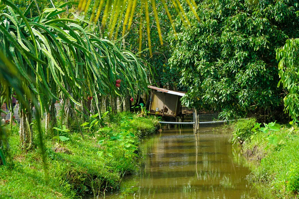 Các luống cây trồng xen canh trên đất phù sa giúp đa dạng trái quanh năm