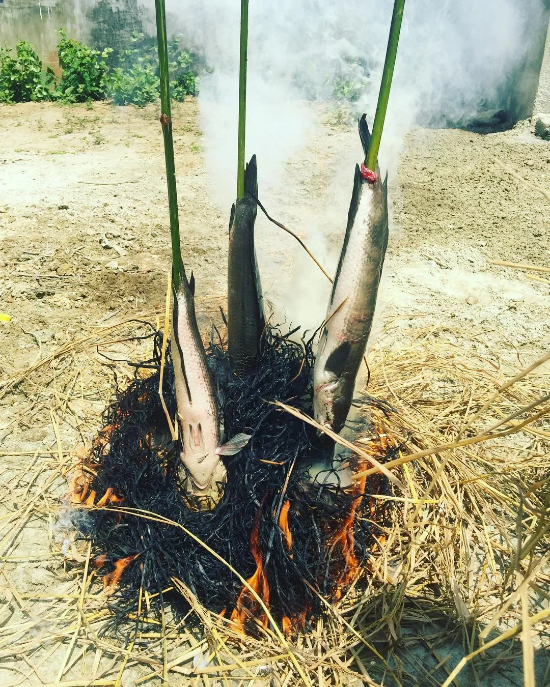 Cá lóc nướng trui thơm lừng - hương vị đồng quê khó cưỡng