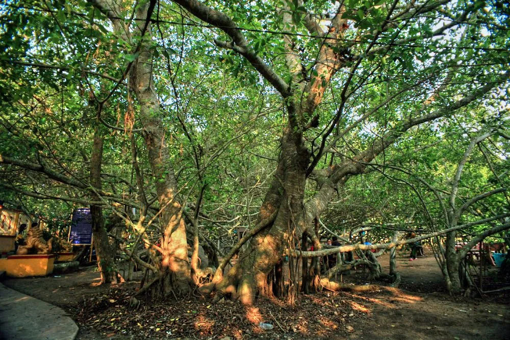 Những gốc gừa cổ thụ hàng trăm năm tạo nên mái vòm xanh khổng lồ