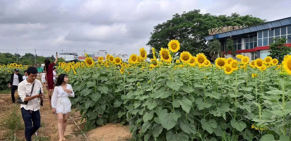 Tiểu cảnh cối xay gió và lối đi giữa vườn hoa hướng dương ở Cái Răng