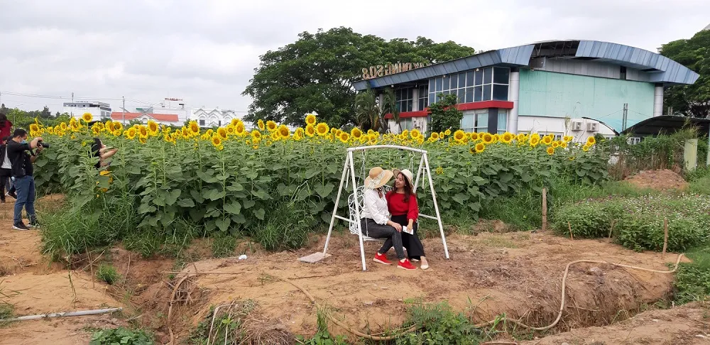 Du khách tạo dáng giữa biển hướng dương tại Cần Thơ