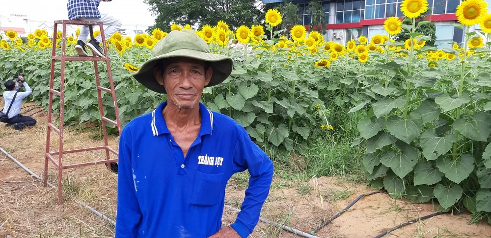 Nhân viên tỉ mỉ chăm sóc luống hoa hướng dương trong vườn