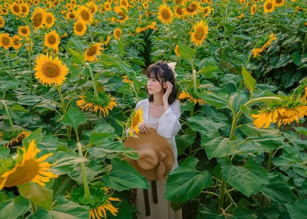 Khoảnh khắc chụp ảnh kỷ niệm giữa sắc vàng hướng dương rực rỡ