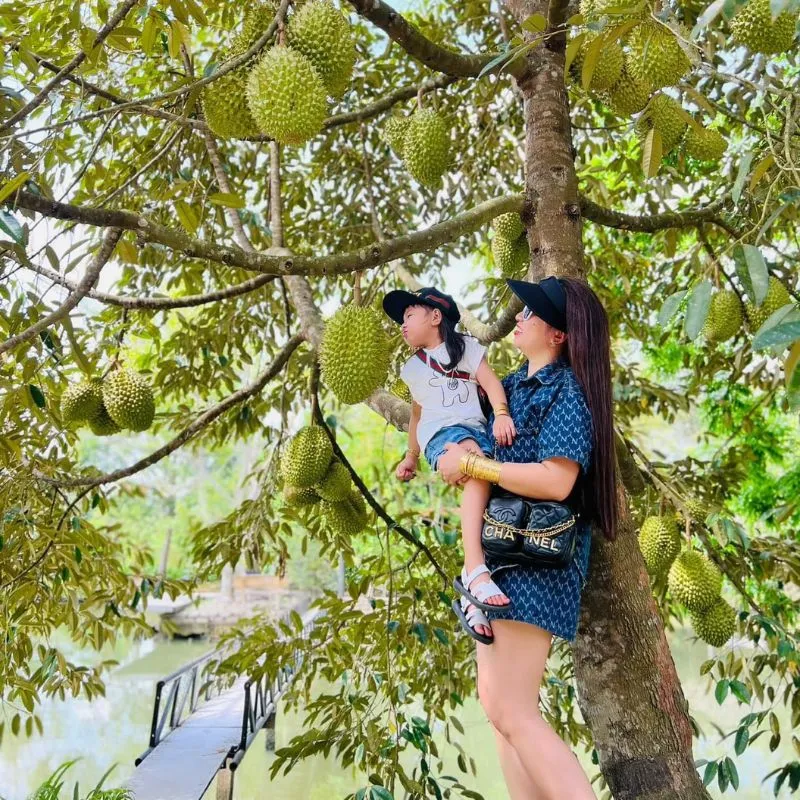 Mùa thu hoạch, sầu riêng – măng cụt – chôm chôm trĩu quả khiến ai nấy đều “đã mắt”