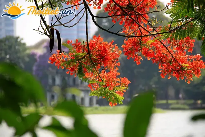 Minh họa thời điểm mùa hè bắt đầu ở Việt Nam theo vùng miền