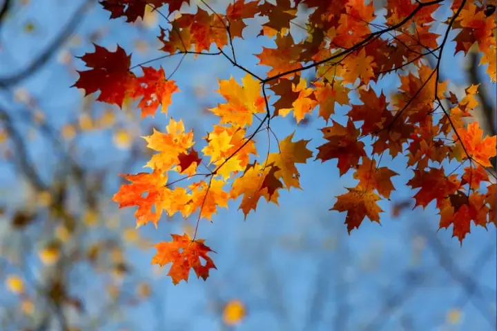 Phố cổ mùa thu với nắng nhẹ và sắc vàng ấm áp