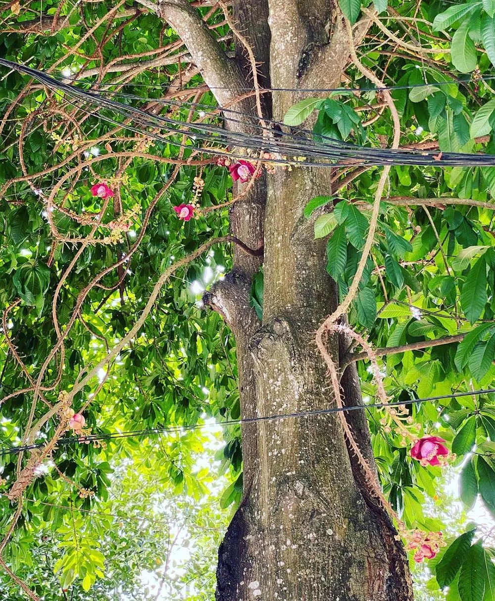 Hoa Sala trong khuôn viên, biểu tượng gắn với sự tích Đức Phật