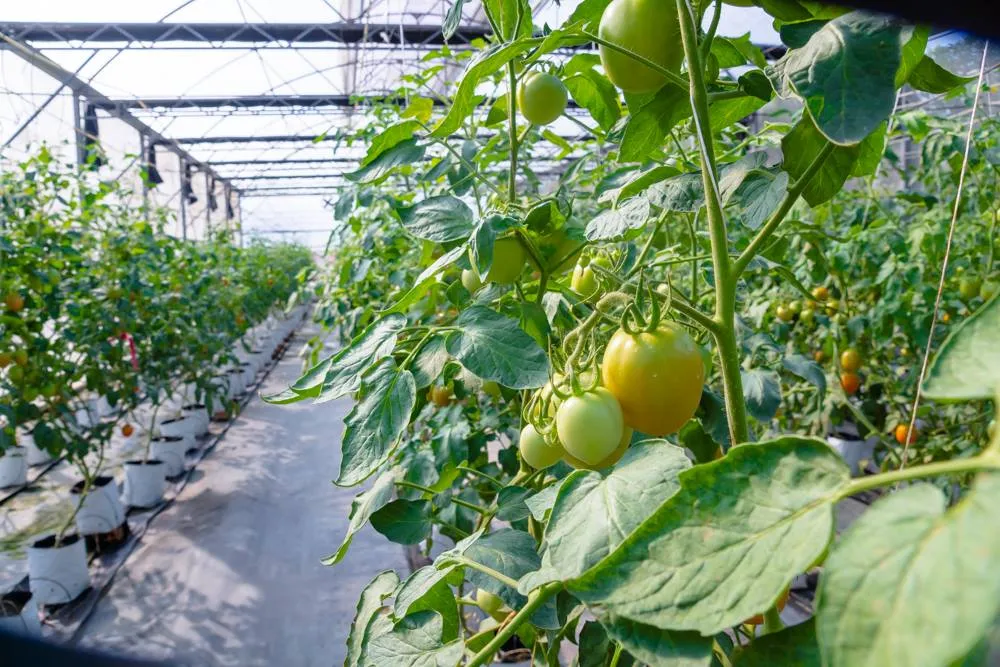 Nhà kính trồng rau sạch và lối tham quan trong khu farm