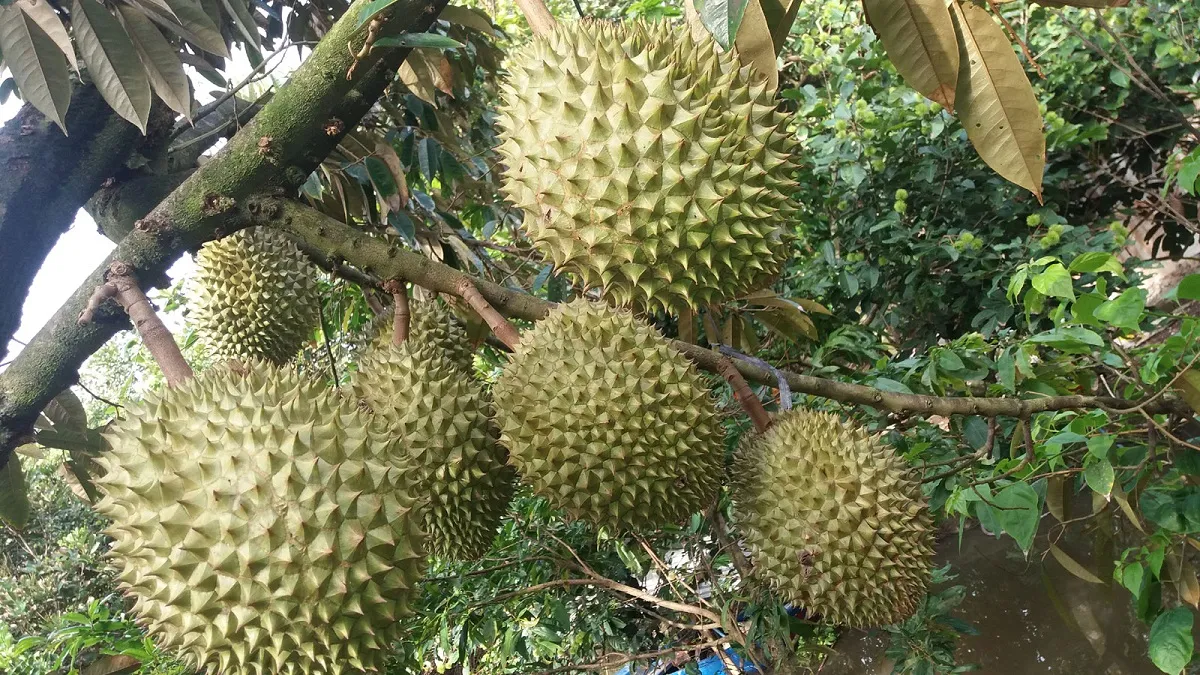 Trái sầu riêng chín gai góc, vàng ươm trong vườn